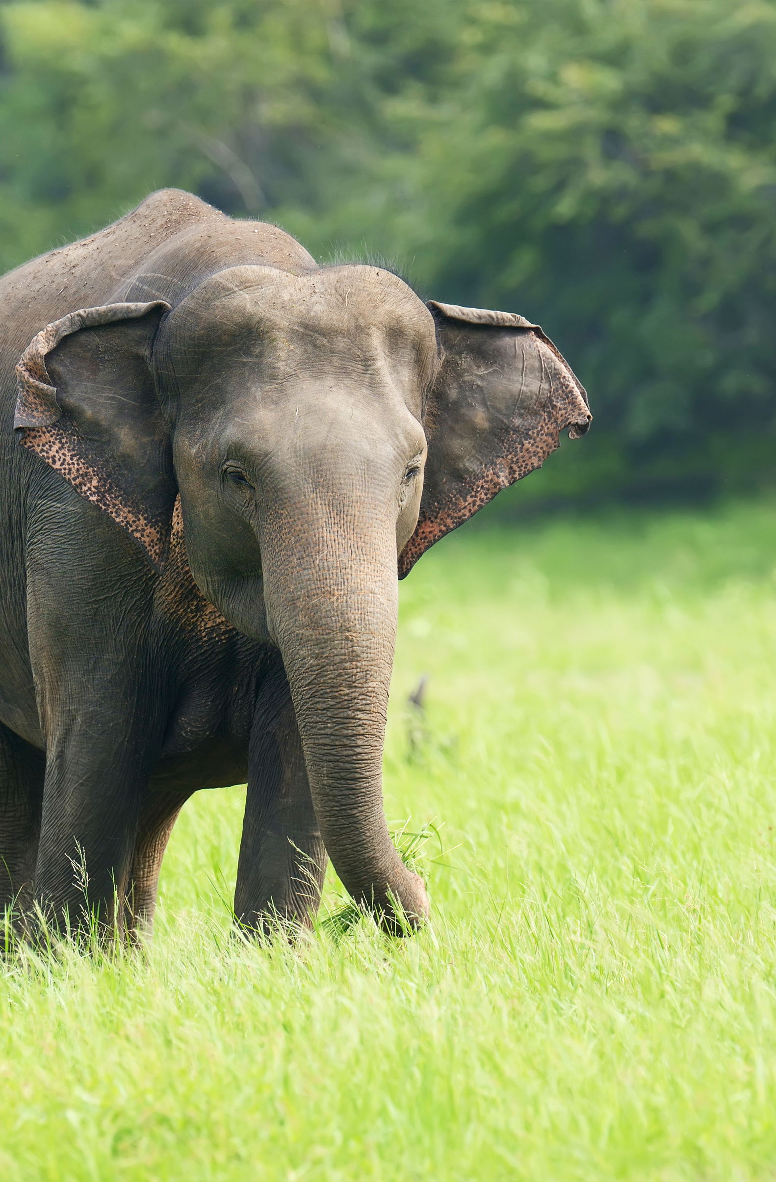 Kodanad Elephant Forest